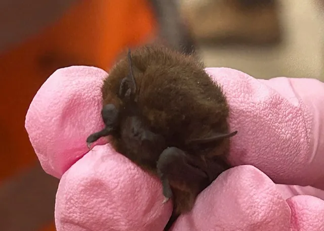 little bat being held tight.