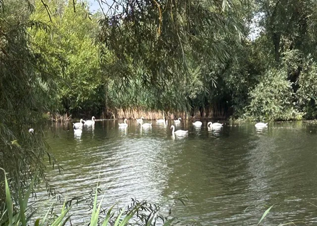 lots of swans in a lake.